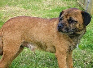 Border Terrier at stud. KC registered.