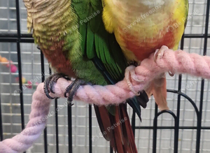 Hand Reared Baby Conure Parrots