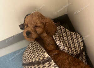Ready to leave Red F1cavapoos