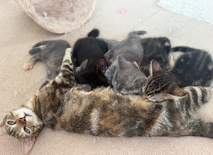 Kittens