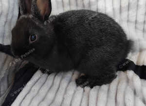 Baby rabbits for sale