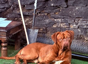 STUD Dogue de Bordeaux