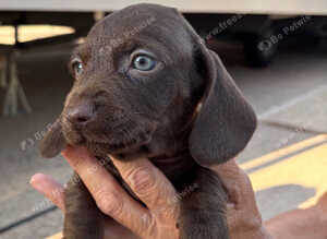 Beautiful short haired short legged dashhounds