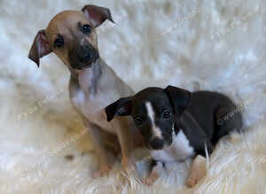 Exceptional KC Registered Italian Greyhound Puppies &ndash; Outstanding Quality & Beautifully Raised