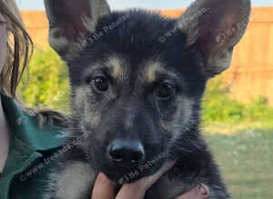 Tamaskan Puppies *health tested parents*