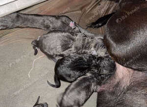 Cane corso cross pups