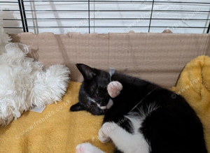 KITTEN