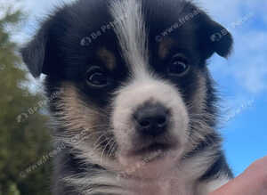 Pomchi jacks 3 male