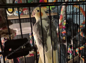 Male cockatiel needs loving home