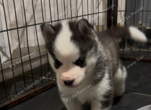 Kc registered Black and white female puppy ready 26/09/26