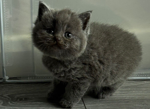 Lovely Scottish Fold & Straight Kittens