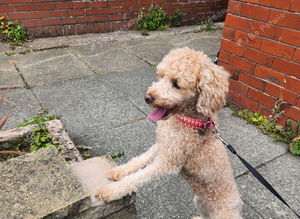 Tilly