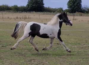 Sweetest filly looking for her new family