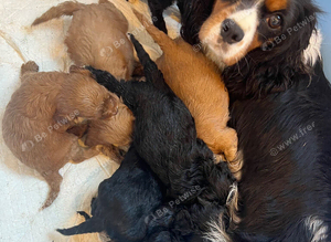 F1 cavapoo puppies