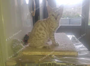 Bengal kittens ready now