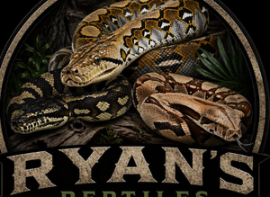Wanted carpet python female