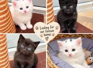 Beautiful kitten (8 Weeks in 26/10/2026)