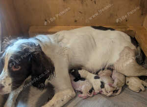 English Springer Spaniel