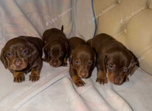 Puppys
