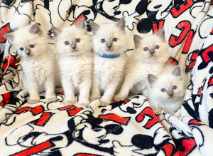 Ragdoll kittens ready next week
