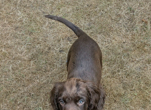 F1B Sprocker Spaniel pups looking for new homes