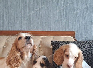 Lemon and White Cocker Spaniel Puppy