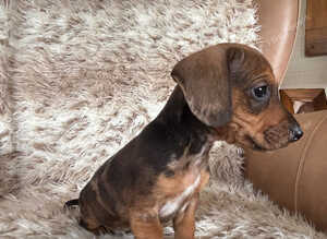 Beautiful mini dachshund bundles