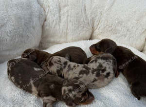 Kennel Club Mini Dachshunds