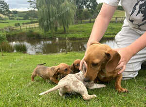 Dachshund dash puppies red dapple