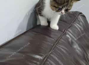 Persion Kitten