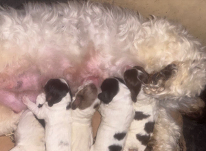 3 x cockapoo puppies available