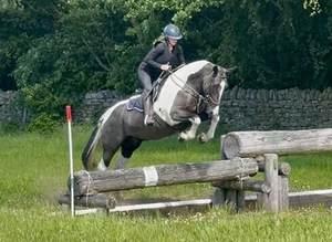 15.2hh quality safe cob