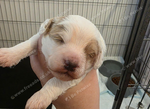 5 beautiful 3/4 cockapoo puppies