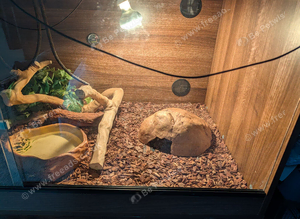 Vivarium and ball python