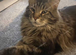For Stud Maine coon