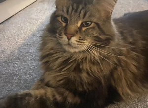 For Stud Maine coon