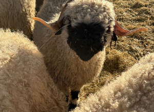 Gorgeous Valais Blacknose Shearling Rams