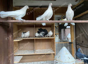 Fantails