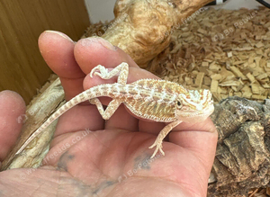 12 week old bearded dragon