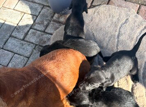 Cocker spaniel