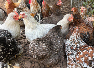 Pekin hens for sale