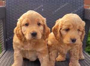 Beautiful Miniture F1 Cockapoo Puppies