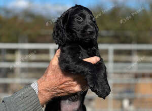 Quality cocker spaniel puppies for sale