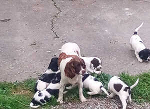 English Springer Spaniel Puppies
