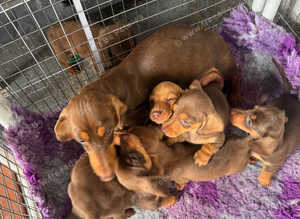 Stunning litter smooth haired mins