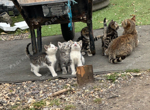 3 Beautiful kittens 9 weeks old