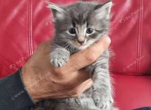 Beautiful kittens