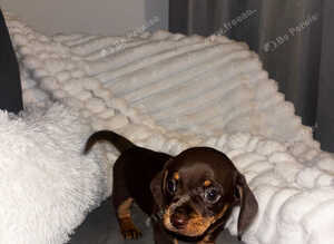 Gorgeous chocolate and tan boy Chiweenie
