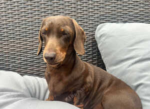 Miniature dachshund girl