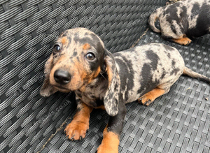 Dapple sausage dog puppy